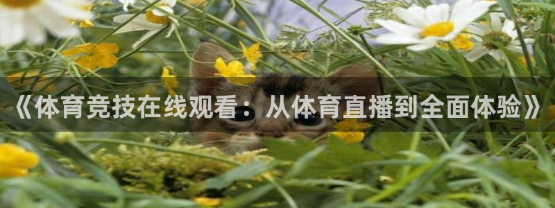 9255tv直播nba在线直播：《体育竞技在线观看：从体育直播到全面体验》
