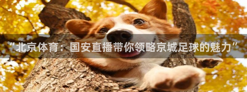9255tv直播无插件nba：“北京体育：国安直播带你领略京城足球的魅力”